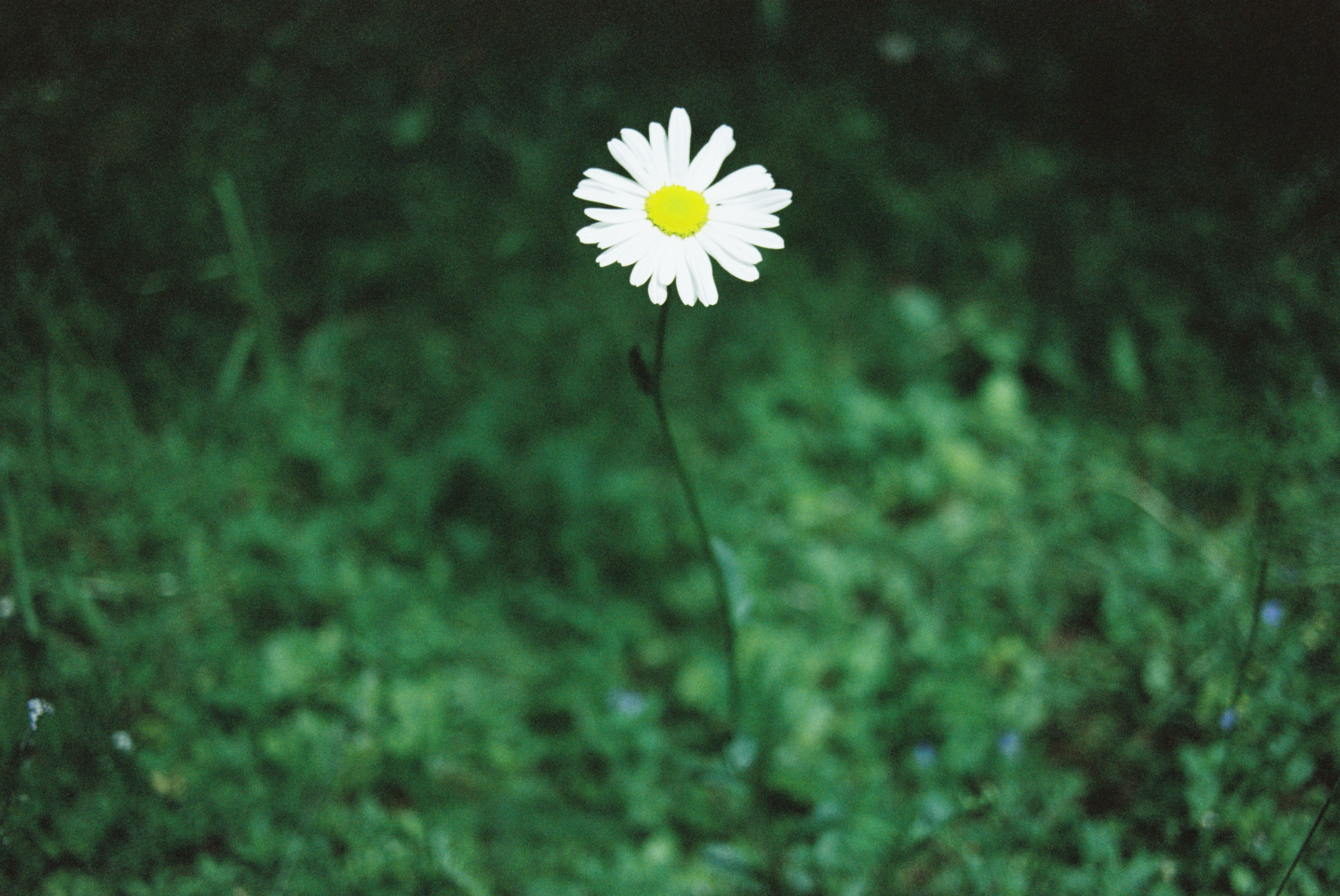 Void 200T 35mm (135) barevní negativní motion picture kinofilm